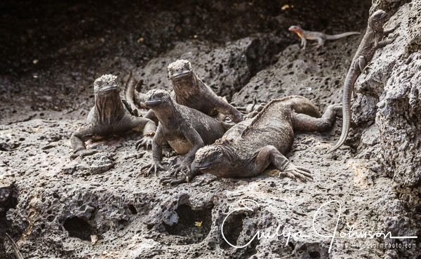 2019 Galapagos