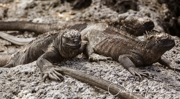 2019 Galapagos